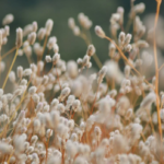 The Internet Used To Be Much Bigger